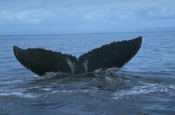 MKramer-Humpback whale tail-fluke.jpg