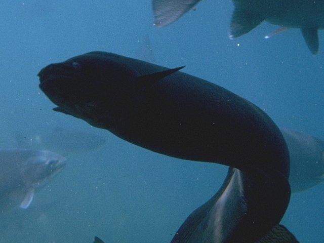 MKramer-Long-finned Eel-from New Zealand.jpg