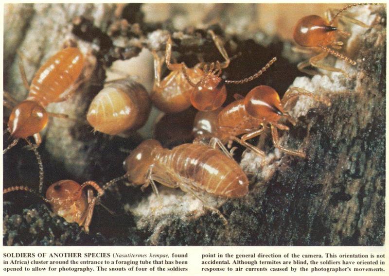 MKramer-Nasutitermes kempae-African Termites-soldiers.jpg