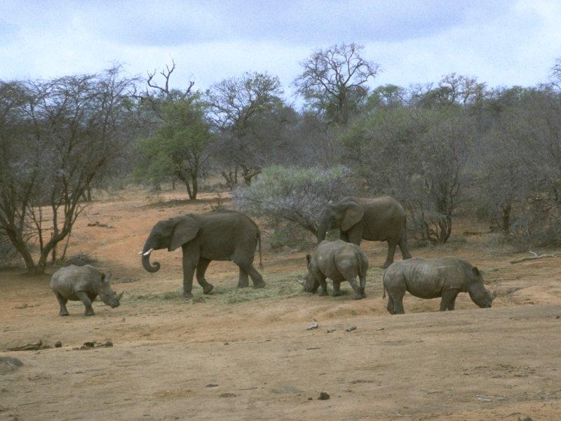 MKramer-Rhinoceroses and African Elephants.jpg