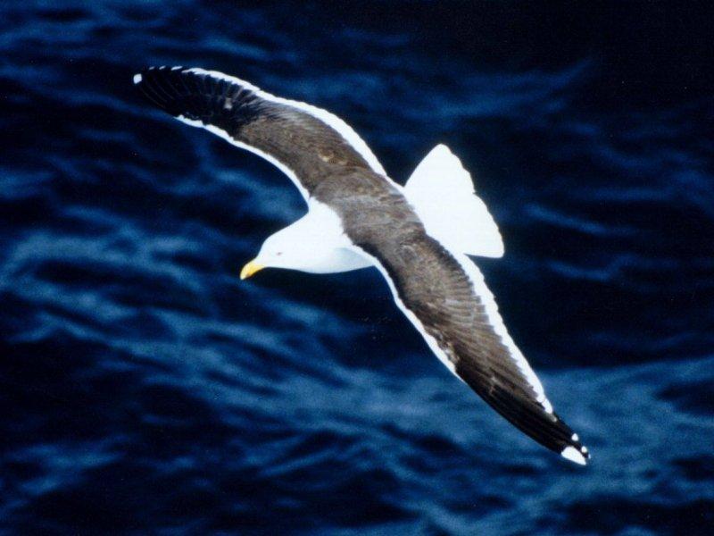 MKramer-Southern Black-backed Gull-in flight.jpg