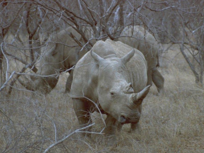 MKramer-White Rhinoceroses.jpg