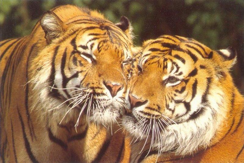 MKramer-friendly tigers-pair closeup.jpg