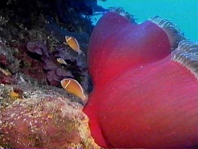 MKramer-gbr014-Sea Anemone-and-Clownfishes.jpg
