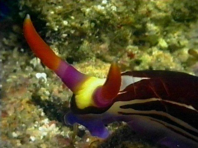 MKramer-gbr nudi19-Nudibranch-from Great Barrier Reef.jpg
