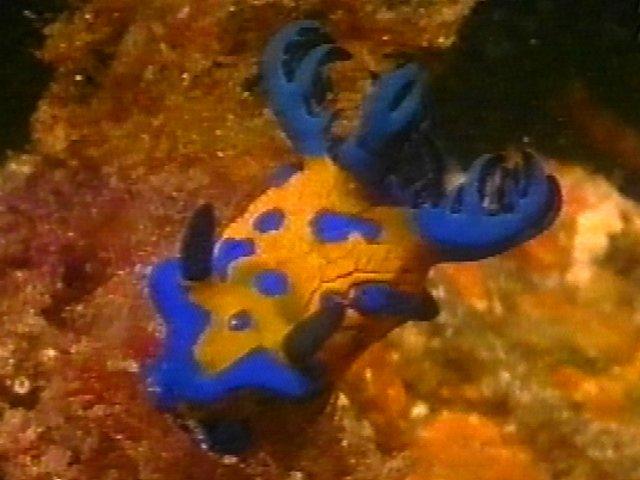 MKramer-gbr nudi20d1-Nudibranch-from Great Barrier Reef.jpg
