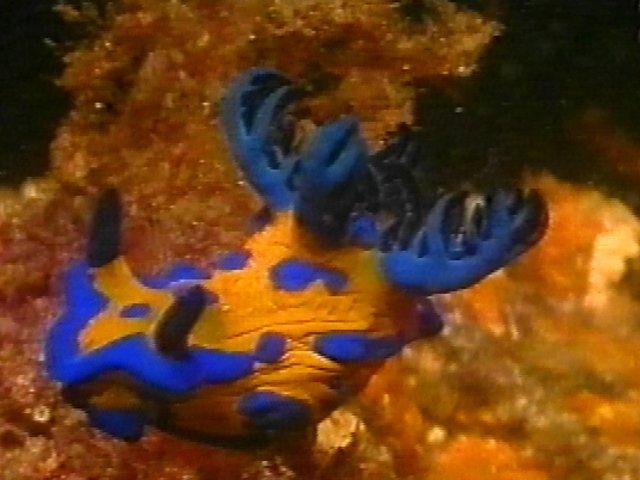 MKramer-gbr nudi22d1-Nudibranch-from Great Barrier Reef.jpg