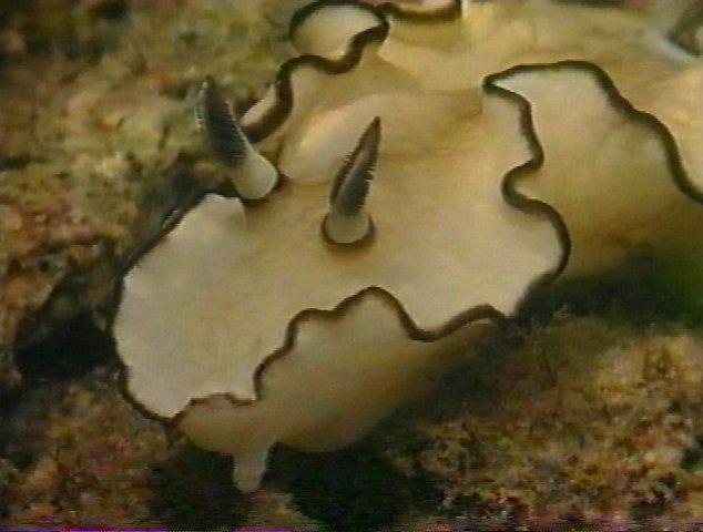 MKramer-gbr nudi26-Nudibranch-from Great Barrier Reef.jpg