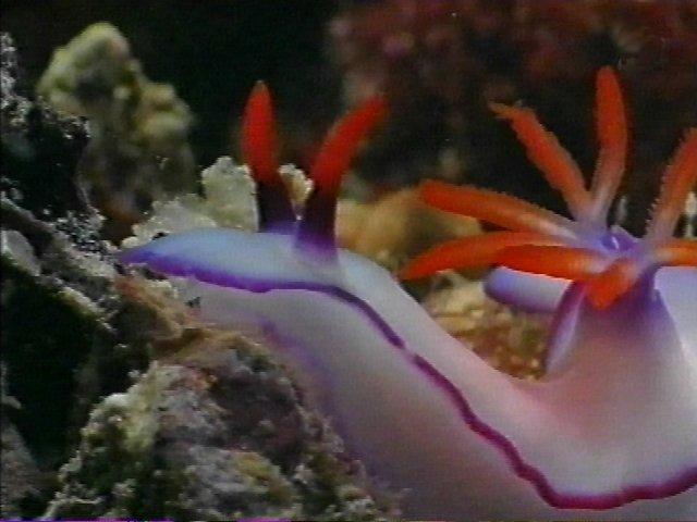MKramer-gbr nudi27-Nudibranch-from Great Barrier Reef.jpg