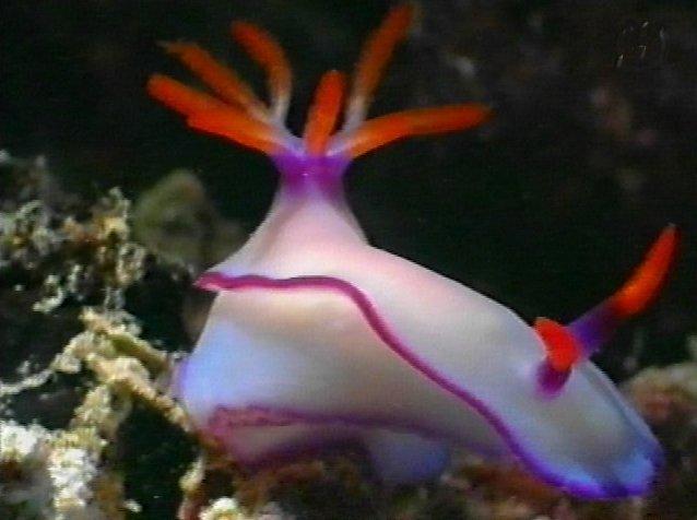MKramer-gbr nudi29-Nudibranch-from Great Barrier Reef.jpg