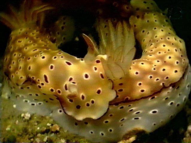 MKramer-gbr nudi45-Nudibranch-from Great Barrier Reef.jpg