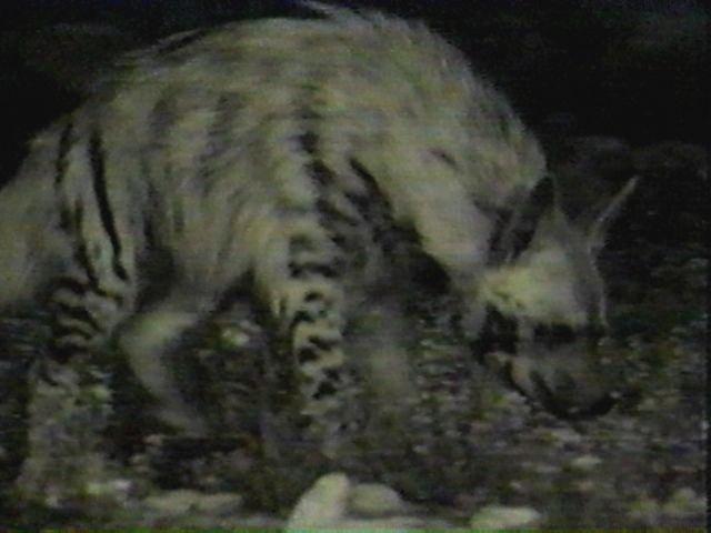 MKramer-hyena5-Striped Hyena-2.jpg