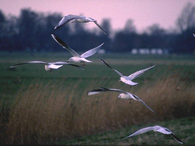 MKramer-kokmeeuwen1-Black-headed Gulls.jpg