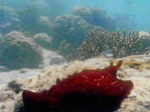 MKramer-nudi01-Nudibranch-from Great Barrier Reef.jpg