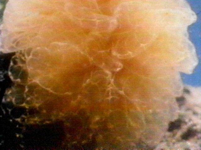 MKramer-nudi05-Nudibranch-from Great Barrier Reef.jpg
