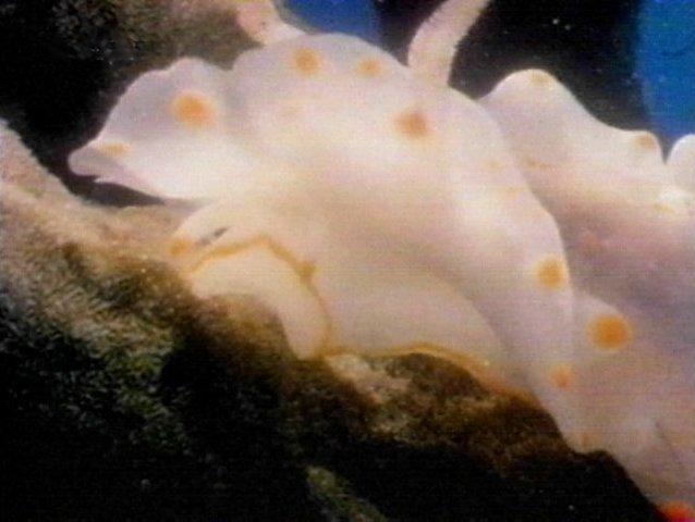 MKramer-nudi09-Nudibranch-from Great Barrier Reef.jpg