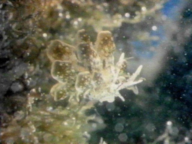 MKramer-nudi10-Nudibranch-from Great Barrier Reef.jpg