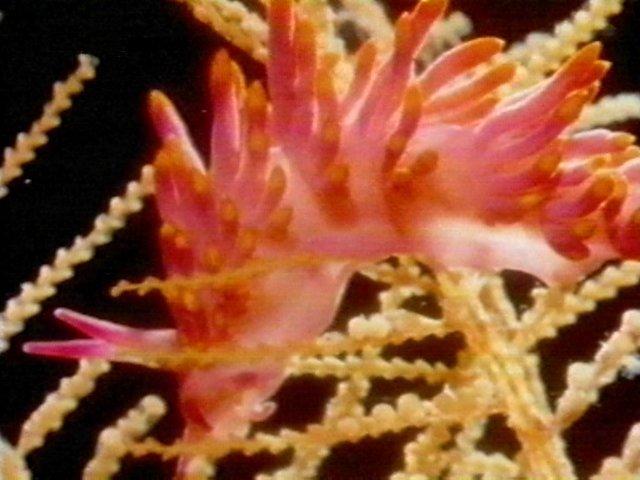 MKramer-nudi14-Nudibranch-from Great Barrier Reef.jpg