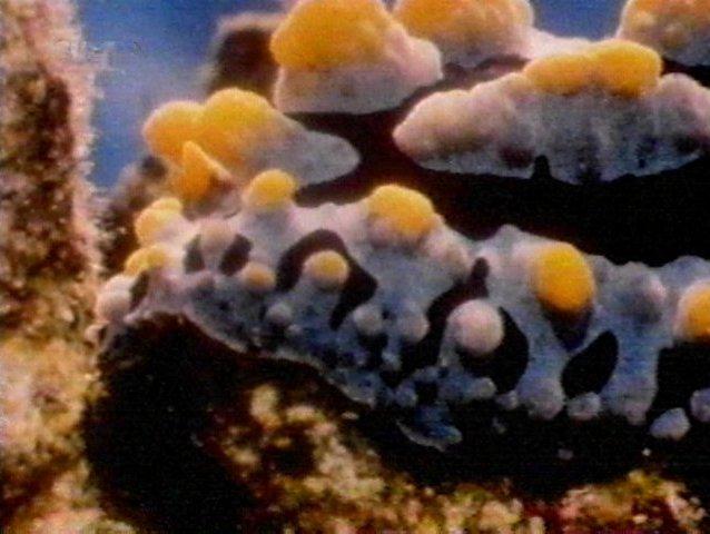 MKramer-nudi18-Nudibranch-from Great Barrier Reef.jpg