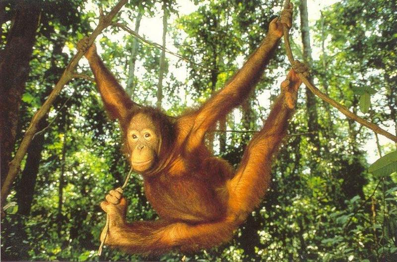 MKramer-orang utan-Orangutan.jpg