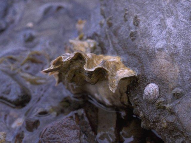 MKramer-rock oyster-from New Zealand.jpg