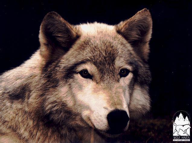 MORNIN 1-European Gray Wolf-by Marco Craamer.jpg