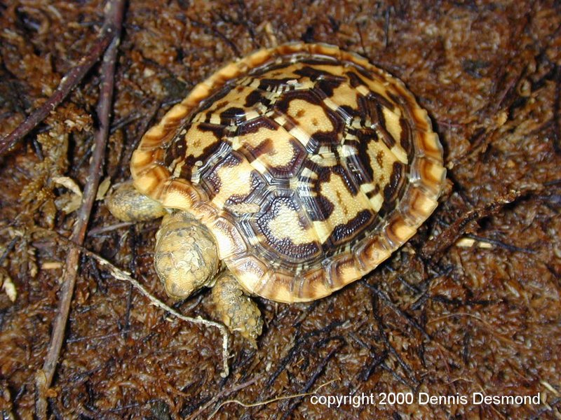Malacochersus tornieri07-Pancake Tortoise-by Dennis Desmond.jpg