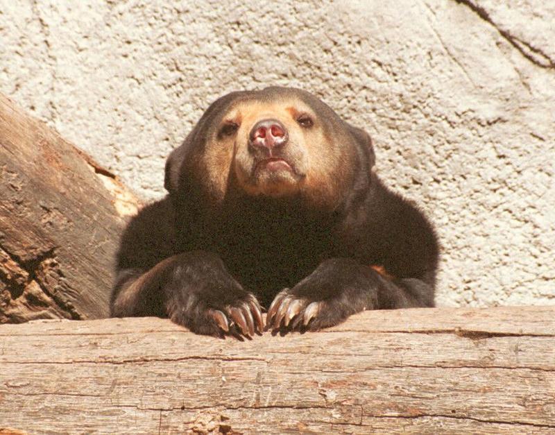 MalayBear001-Malayan Sun Bear-Frankfurt Zoo-by Ralf Schmode.jpg