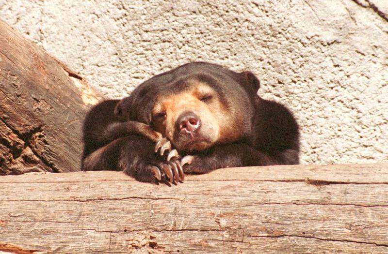 MalayBear002-Malayan Sun Bear-Frankfurt Zoo-by Ralf Schmode.jpg