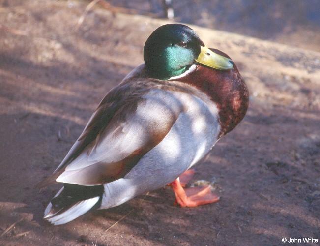 Mallard Duck-by John White.jpg