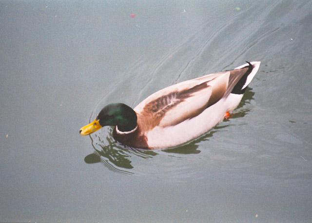 Mallard Duck002-by Jose Sierra Jr.jpg