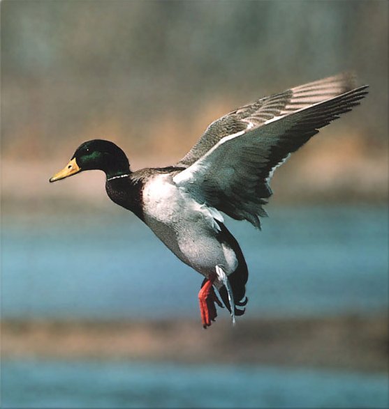 Mallard Duck 01a-flight.jpg