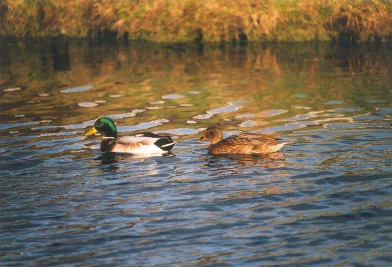 Mallard ducks2-pair-by MKramer.jpg
