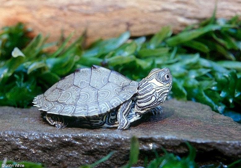 Map turtle  Graptemys geographica 607-by John White.jpg