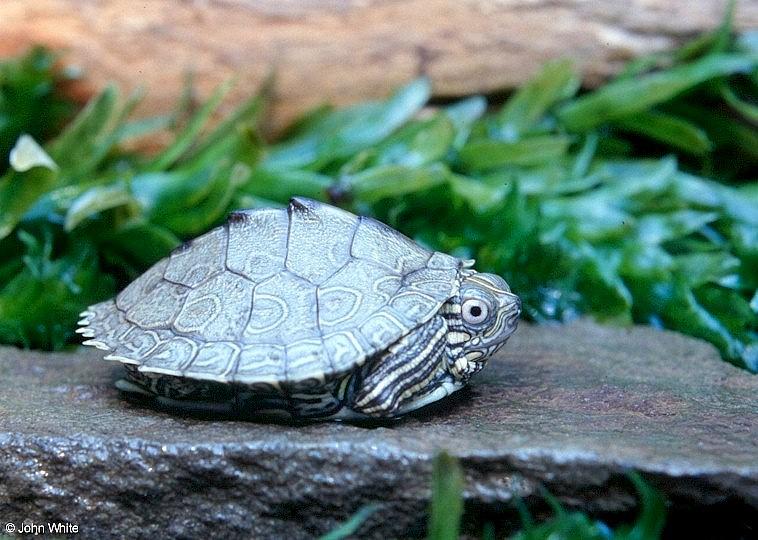 Map turtle  Graptemys geographica 611-by John White.jpg