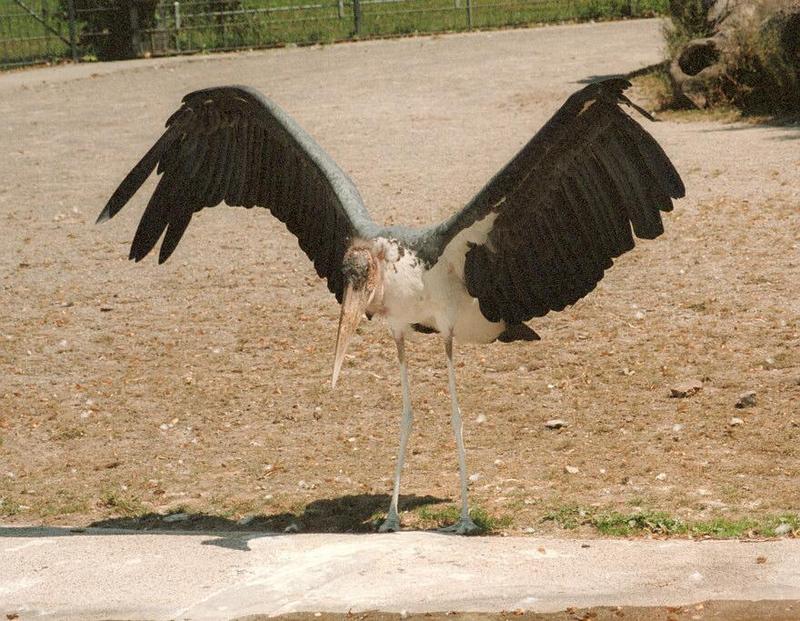 Marabou Stork001-by Ralf Schmode.jpg