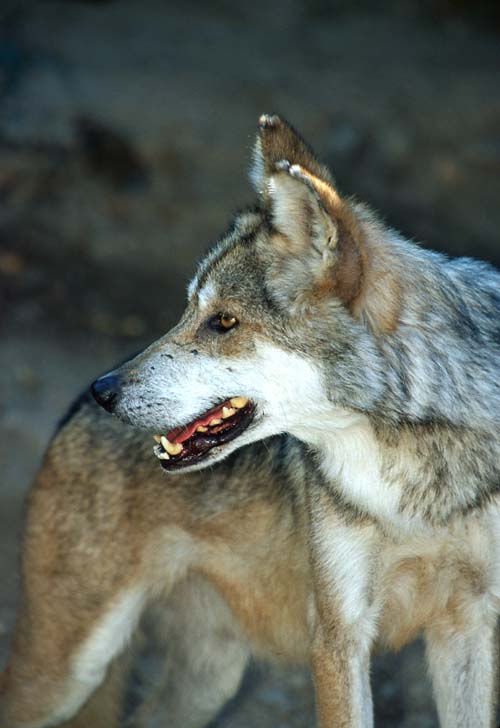 Mexican Gray Wolf-by Shirley Curtis.jpg