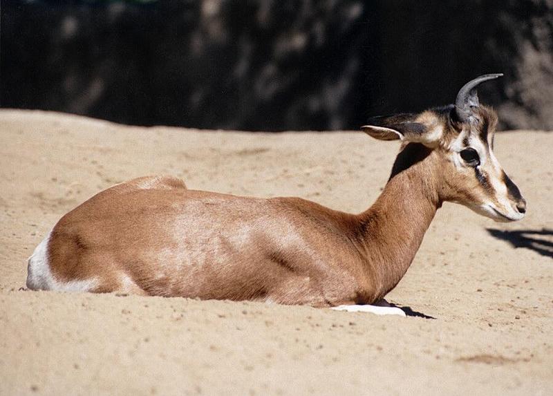 Mhorr2-Dama Gazelle-resting on ground-by Ralf Schmode.jpg