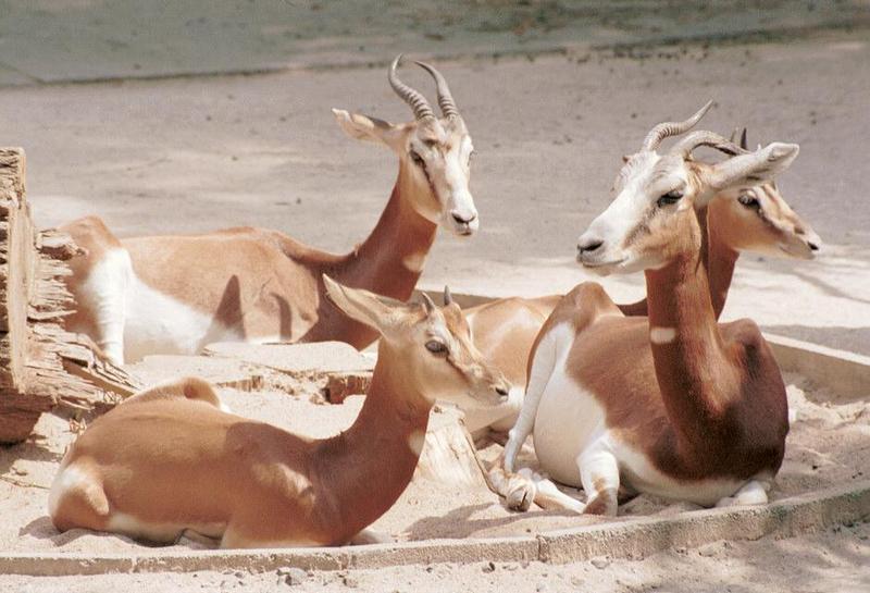 Mhorrgang001-Mhorr Gazelles-in Frankfurt Zoo-by Ralf Schmode.jpg