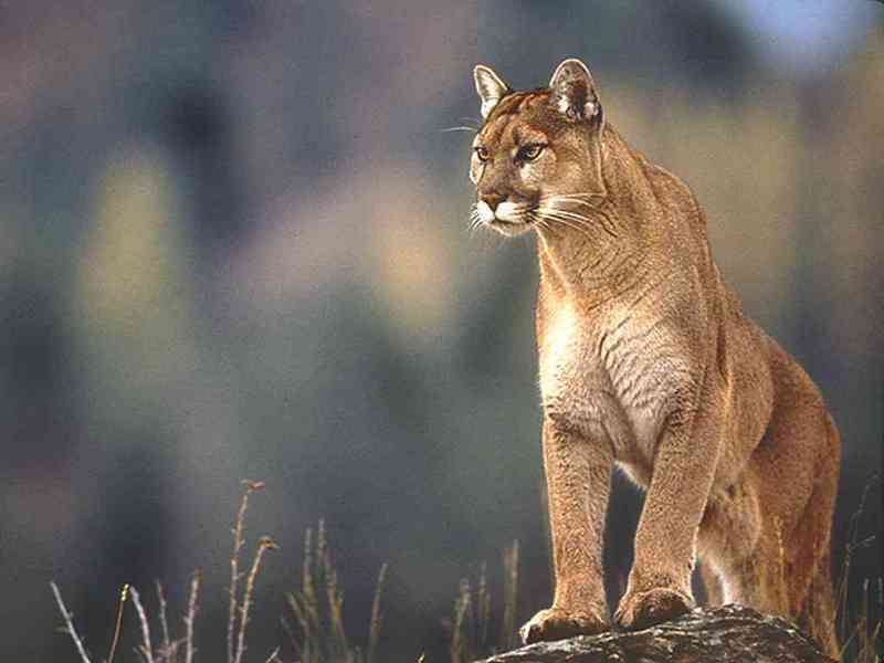 Mountain-Lion Cougar-by Trudie Waltman.jpg