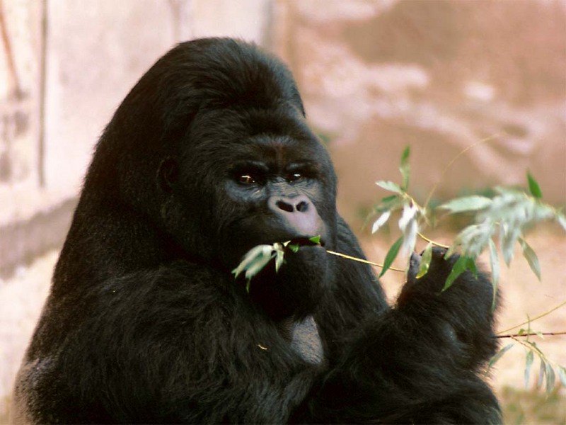 Mukisi with bamboo-Eastern Lowland Gorilla-by Alan Hill.jpg