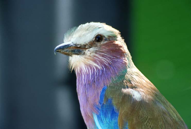 Multicolor1-Lilac-breasted Roller-by Shirley Curtis.jpg