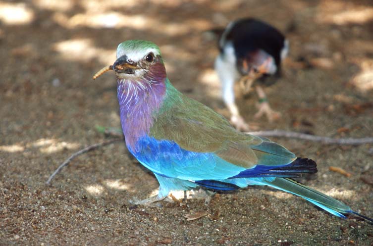 Multicolor2-Lilac-breasted Roller-by Shirley Curtis.jpg