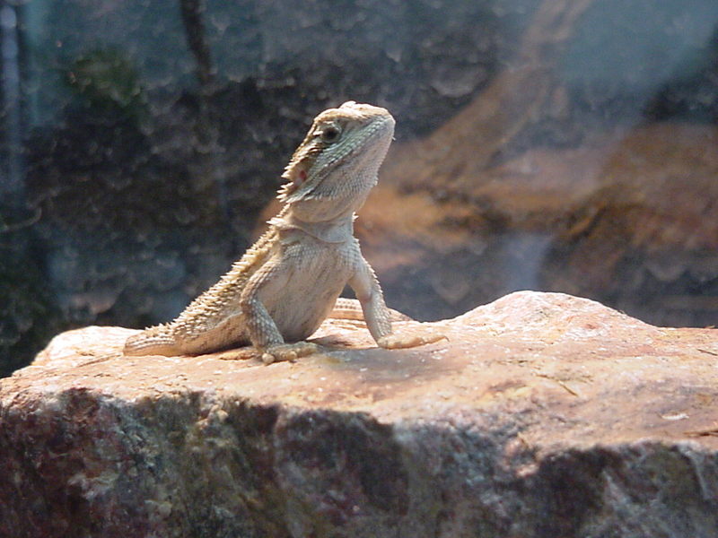 Mvc-004f-Bearded Dragon-by Bob Huey.jpg