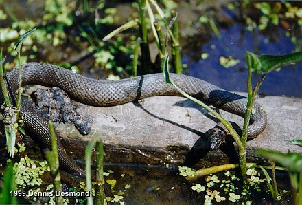Nerodia s sipedon08-Northern Water Snake-by Dennis Desmond.jpg