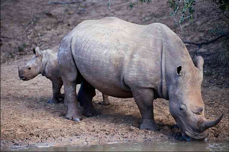 Neushoornmoeder-01-White Rhinoceroses-by Trudie Waltman.jpg