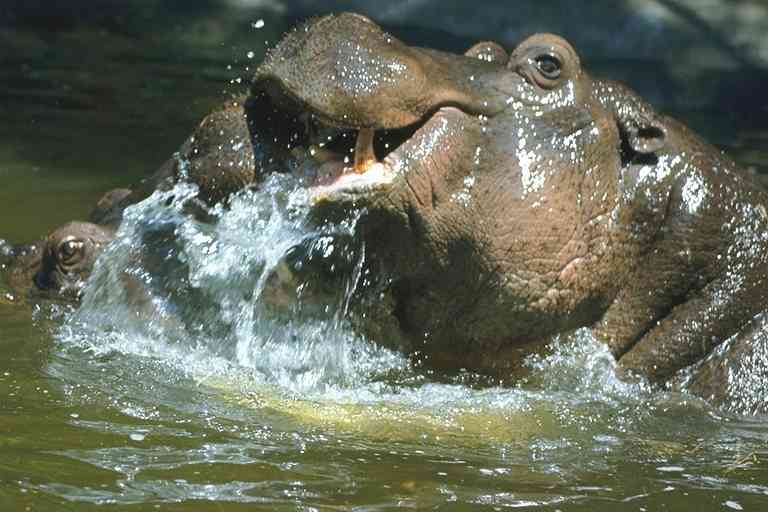 Nijlpaard-01-Hippopotamus-by Trudie Waltman.jpg