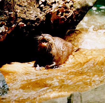 North American River Otter laugh-by Dennis Desmond.jpg