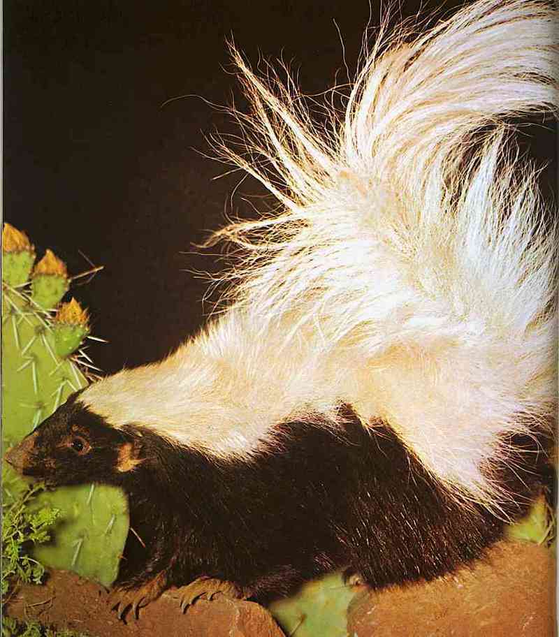 North American Striped Skunk-TR-by Trudie Waltman.jpg