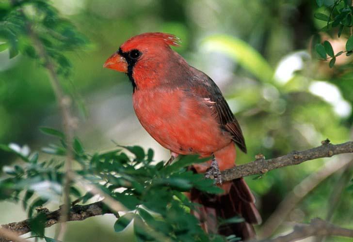 Northern Cardinal-by Shirley Curtis.jpg